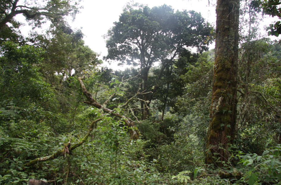 La Amistad International Park, Border with Costa Rica, Panama